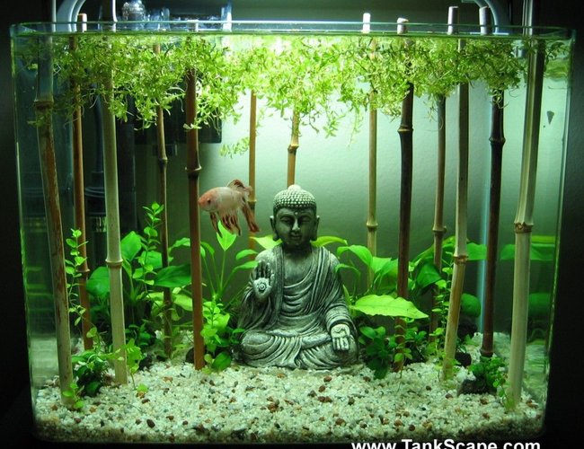 4 gallons planted tank (mostly live plants and fish) - My Buddha Betta Tank 4 gallons planted tank (mostly live plants and fish) - My Buddha Betta Tank