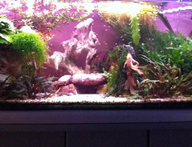 60 gallons planted tank (mostly live plants and fish) - My 4 ft Display and Breeding Bristlenose Aquarium 60 gallons planted tank (mostly live plants and fish) - My 4 ft Display and Breeding Bristlenose Aquarium