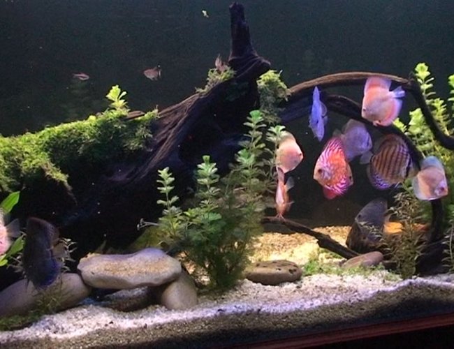 209 gallons planted tank (mostly live plants and fish) - Planted Discus Tank 209 gallons planted tank (mostly live plants and fish) - Planted Discus Tank