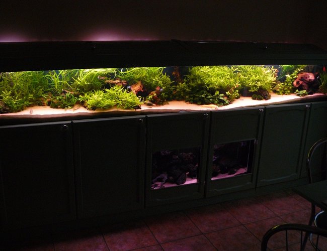 90 gallons planted tank (mostly live plants and fish) - Front veiw of 10 foot tank. 90 gallons planted tank (mostly live plants and fish) - Front veiw of 10 foot tank.