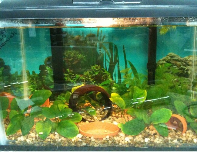 25 gallons planted tank (mostly live plants and fish) - African Dwarf Frogs and anubias barteri nanas 25 gallons planted tank (mostly live plants and fish) - African Dwarf Frogs and anubias barteri nanas