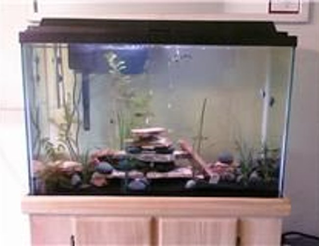45 gallons planted tank (mostly live plants and fish) - All live plants and fish 45 gallons planted tank (mostly live plants and fish) - All live plants and fish