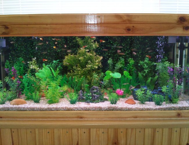 65 gallons planted tank (mostly live plants and fish) - The front view of my tank. 65 gallons planted tank (mostly live plants and fish) - The front view of my tank.