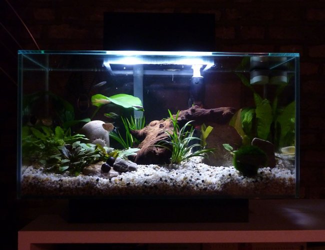 6 gallons planted tank (mostly live plants and fish) - First tank, second week. 6 gallons planted tank (mostly live plants and fish) - First tank, second week.