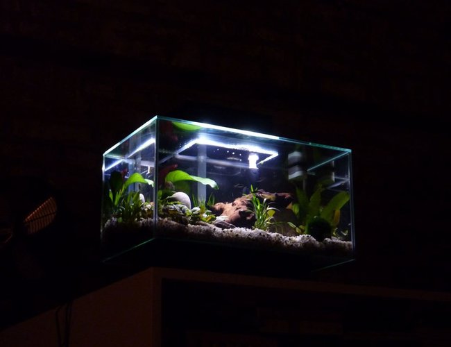 6 gallons planted tank (mostly live plants and fish) - Floating Edge. 6 gallons planted tank (mostly live plants and fish) - Floating Edge.