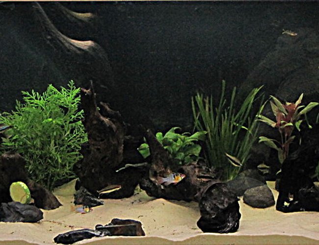 50 gallons planted tank (mostly live plants and fish) - my first tank 50 gallons planted tank (mostly live plants and fish) - my first tank