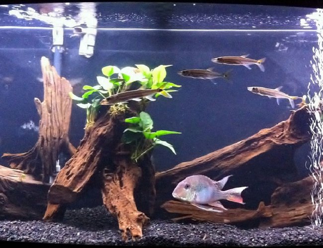 72 gallons planted tank (mostly live plants and fish) - 72 Gallon Bowfront
Fish:
Geophagus Jurupari
4 Freshwater Barracudas
Pictus Catfish
Plants:
Anubias on Driftwood, Java Jern, Amazon Sword
Setup:
Natural Driftwood, Fluvala 404 Filtration Koralia Evolution Powerhead, @ 46" Sunglo blubs 72 gallons planted tank (mostly live plants and fish) - 72 Gallon Bowfront
Fish:
Geophagus Jurupari
4 Freshwater Barracudas
Pictus Catfish
Plants:
Anubias on Driftwood, Java Jern, Amazon Sword
Setup:
Natural Driftwood, Fluvala 404 Filtration Koralia Evolution Powerhead, @ 46" Sunglo blubs