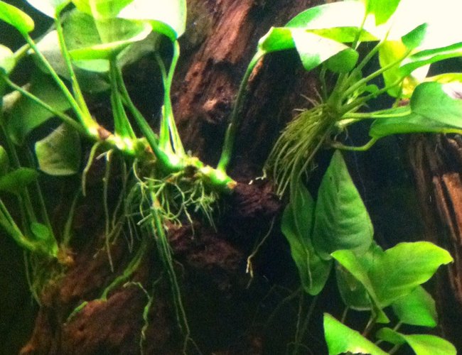72 gallons planted tank (mostly live plants and fish) - Anubias on driftwood (soon to be anubias tree) 72 gallons planted tank (mostly live plants and fish) - Anubias on driftwood (soon to be anubias tree)