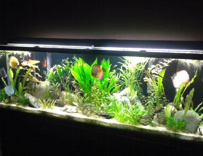135 gallons planted tank (mostly live plants and fish) - Planted Discus Tank 135 gallons planted tank (mostly live plants and fish) - Planted Discus Tank