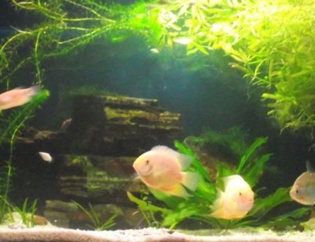 200 gallons planted tank (mostly live plants and fish) - 134 gallon fresh water setup with 2x golden severums ect. community tank 200 gallons planted tank (mostly live plants and fish) - 134 gallon fresh water setup with 2x golden severums ect. community tank