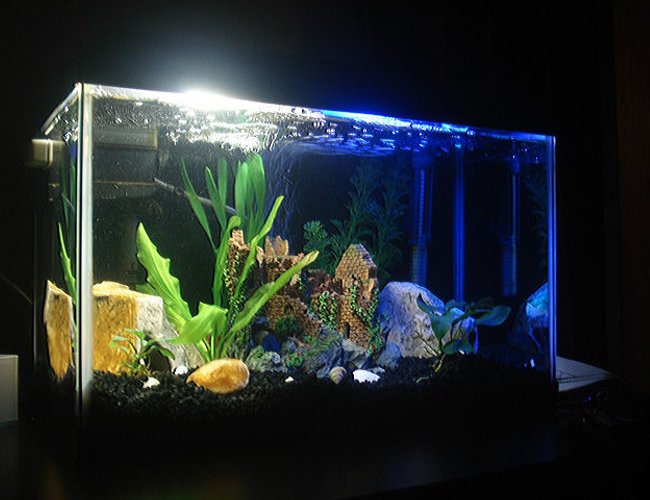 10 gallons planted tank (mostly live plants and fish) - 10 gallon tank with amazon swords, and anubias housed with a convict ciclid. 10 gallons planted tank (mostly live plants and fish) - 10 gallon tank with amazon swords, and anubias housed with a convict ciclid.