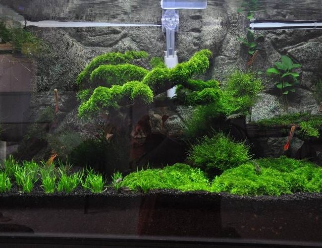45 gallons planted tank (mostly live plants and fish) - my first attempt to make a planted tank.. 45 gallons planted tank (mostly live plants and fish) - my first attempt to make a planted tank..