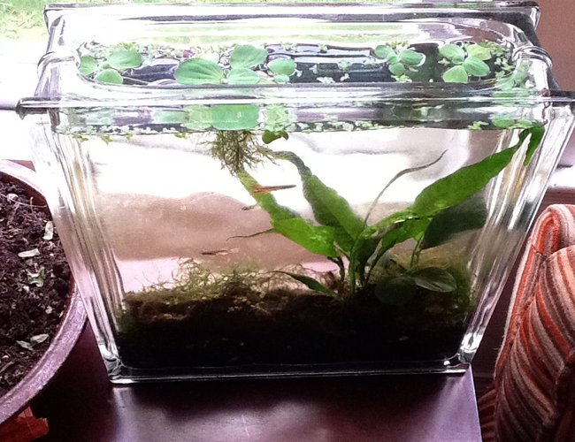 2 gallons planted tank (mostly live plants and fish) - Killifish tank 2 gallons planted tank (mostly live plants and fish) - Killifish tank