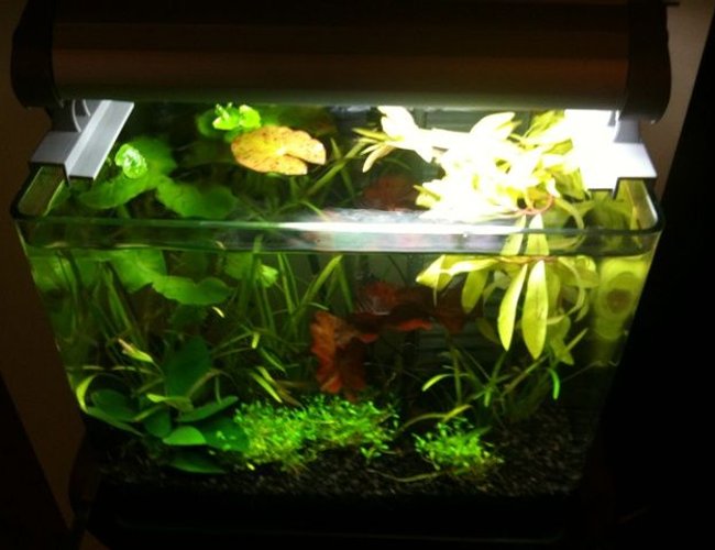 3 gallons planted tank (mostly live plants and fish) - Top view 3 gallons planted tank (mostly live plants and fish) - Top view