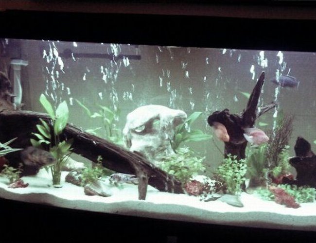 68 gallons planted tank (mostly live plants and fish) - t 68 gallons planted tank (mostly live plants and fish) - t