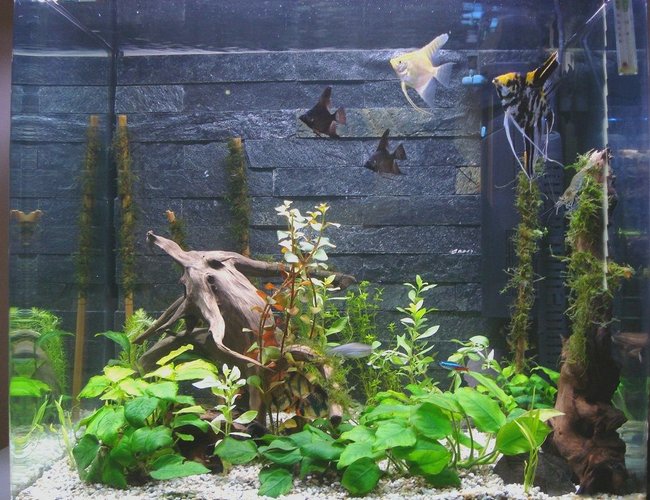 50 gallons planted tank (mostly live plants and fish) - Homemade real slate background. java moss on bamboo. 50 gallons planted tank (mostly live plants and fish) - Homemade real slate background. java moss on bamboo.