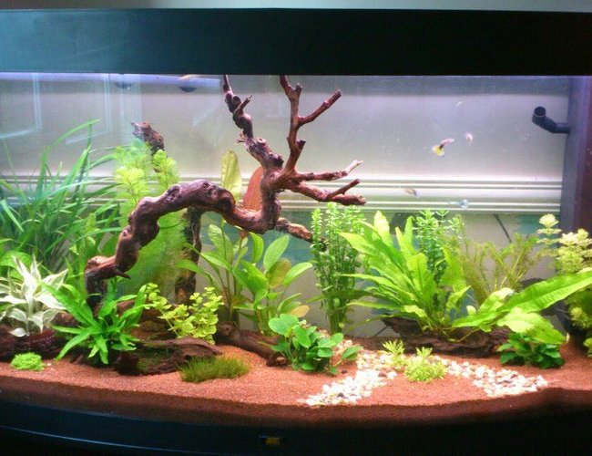 57 gallons planted tank (mostly live plants and fish) - 4ft 260lt planted tank mainly for dwaft shrimp keeping 57 gallons planted tank (mostly live plants and fish) - 4ft 260lt planted tank mainly for dwaft shrimp keeping