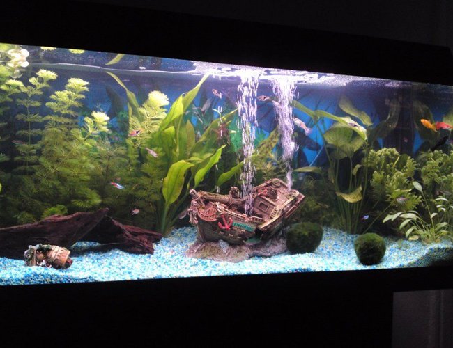 32 gallons planted tank (mostly live plants and fish) - My first planted tank, im not aiming for a deeply planted aquarium look 32 gallons planted tank (mostly live plants and fish) - My first planted tank, im not aiming for a deeply planted aquarium look