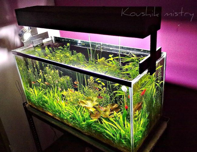 24 gallons planted tank (mostly live plants and fish) - indian summer 24 gallons planted tank (mostly live plants and fish) - indian summer