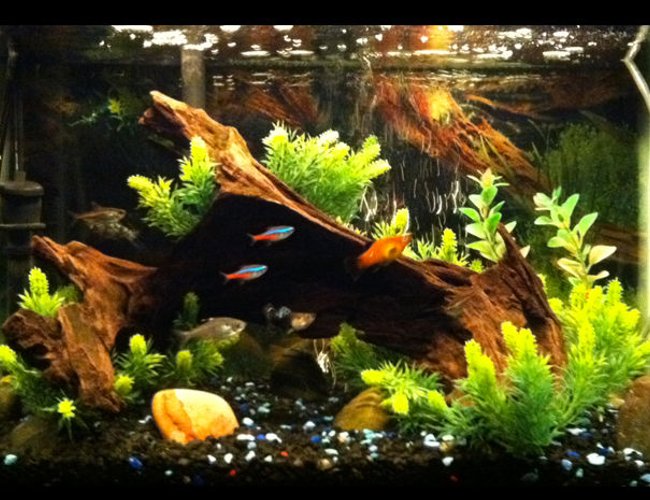 10 gallons planted tank (mostly live plants and fish) - Plants surrounding driftwood. 10 gallons planted tank (mostly live plants and fish) - Plants surrounding driftwood.