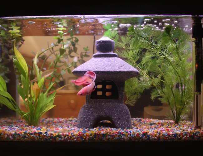 4 gallons planted tank (mostly live plants and fish) - ♥ 4 gallons planted tank (mostly live plants and fish) - ♥