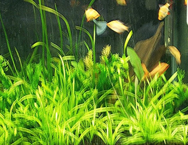 3 gallons planted tank (mostly live plants and fish) - 20 gal tank with all albino tiger barbs--plants Sagittaria-lace java fern-micro sword--noCO2 3 gallons planted tank (mostly live plants and fish) - 20 gal tank with all albino tiger barbs--plants Sagittaria-lace java fern-micro sword--noCO2