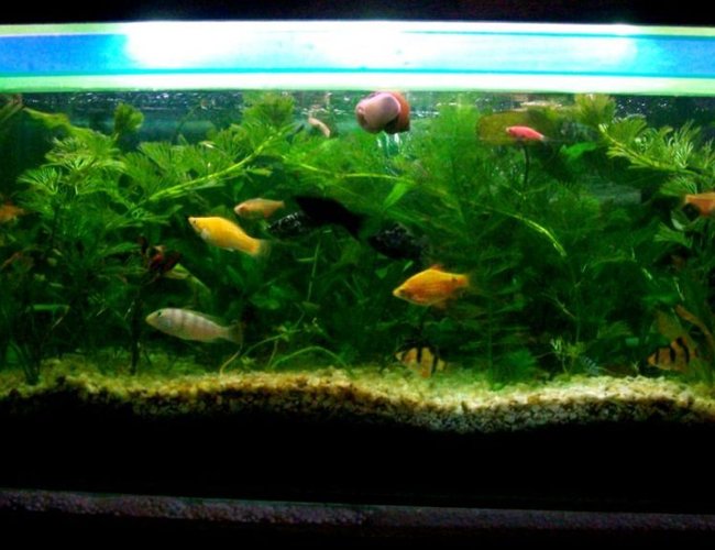 18 gallons planted tank (mostly live plants and fish) - All Live Plants Aquarium 18 gallons planted tank (mostly live plants and fish) - All Live Plants Aquarium