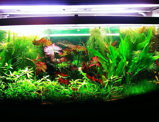 72 gallons planted tank (mostly live plants and fish) - 72 gallon bow front planted aquarium 72 gallons planted tank (mostly live plants and fish) - 72 gallon bow front planted aquarium