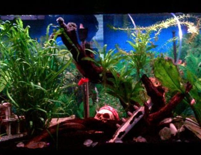 45 gallons planted tank (mostly live plants and fish) - 45 gallon freshwater tank... My first big tank :-) 45 gallons planted tank (mostly live plants and fish) - 45 gallon freshwater tank... My first big tank :-)