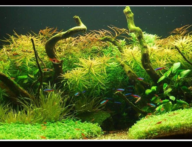 45 gallons planted tank (mostly live plants and fish) - In Nature's Glory 45 gallons planted tank (mostly live plants and fish) - In Nature's Glory