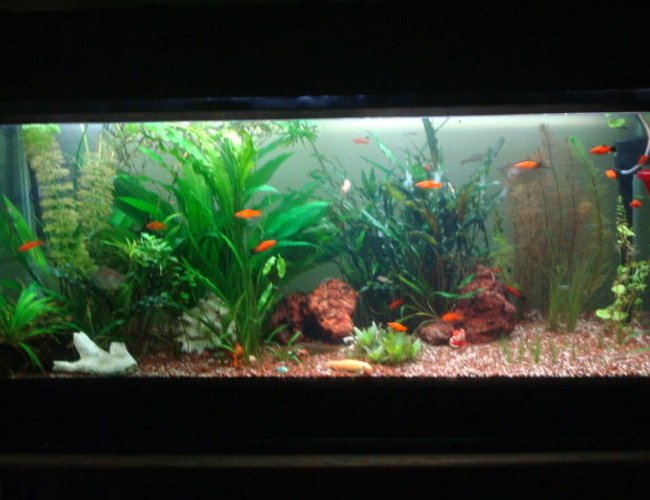250 gallons planted tank (mostly live plants and fish) - This is my fish tank i have had it for about 2 year.4 feet Freshwater Planted Tank , bogwood with some very nice rock formations light with extra day light(CFL) 250 gallons planted tank (mostly live plants and fish) - This is my fish tank i have had it for about 2 year.4 feet Freshwater Planted Tank , bogwood with some very nice rock formations light with extra day light(CFL)