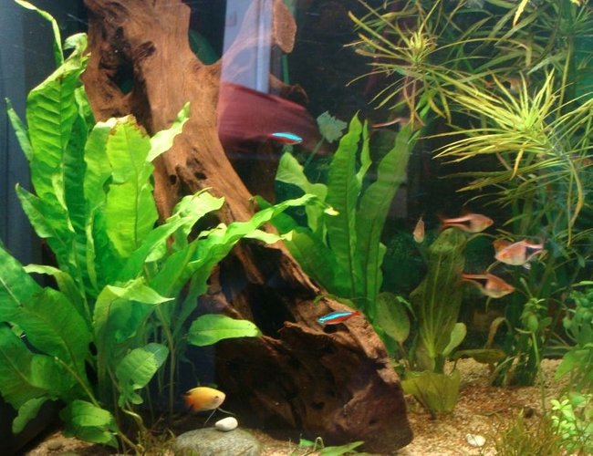 62 gallons planted tank (mostly live plants and fish) - update on tank started july 2011. Picture taken December 2011 62 gallons planted tank (mostly live plants and fish) - update on tank started july 2011. Picture taken December 2011