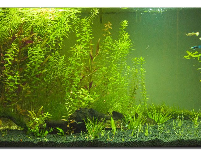 400 gallons planted tank (mostly live plants and fish) - This is my guppie plant tank! 400 gallons planted tank (mostly live plants and fish) - This is my guppie plant tank!