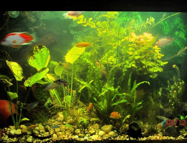 90 gallons planted tank (mostly live plants and fish) - updated with new plants 90 gallons planted tank (mostly live plants and fish) - updated with new plants