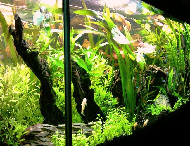 63 gallons planted tank (mostly live plants and fish) - Latest photo of my October 2011 aquascape 63 gallons planted tank (mostly live plants and fish) - Latest photo of my October 2011 aquascape