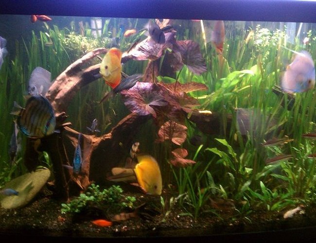 155 gallons planted tank (mostly live plants and fish) - Planted Discuss 155 gallons planted tank (mostly live plants and fish) - Planted Discuss