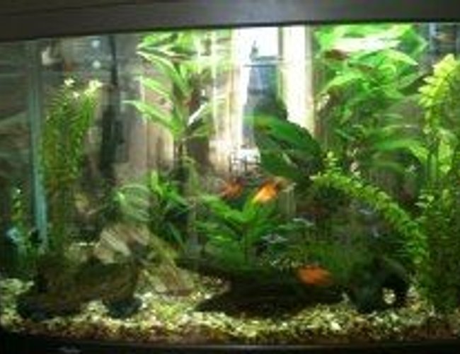 39 gallons planted tank (mostly live plants and fish) - My Aqua One 900 planted tank. 39 gallons planted tank (mostly live plants and fish) - My Aqua One 900 planted tank.