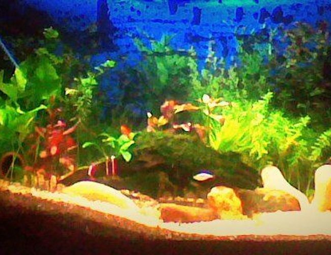 3 gallons planted tank (mostly live plants and fish) - 3.5 feet lenth, 2 feet hight with plantation of various variety and moss, i am using only top filter for water filterization.. 3 gallons planted tank (mostly live plants and fish) - 3.5 feet lenth, 2 feet hight with plantation of various variety and moss, i am using only top filter for water filterization..