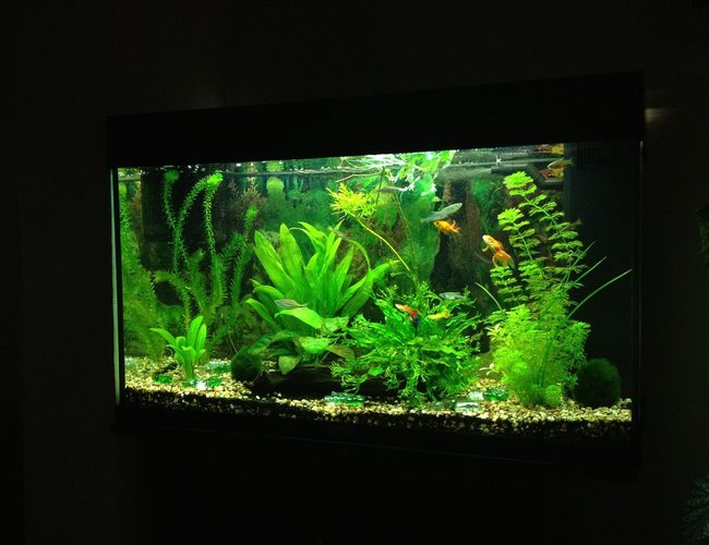 40 gallons planted tank (mostly live plants and fish) - Update as of 26.02.12 40 gallons planted tank (mostly live plants and fish) - Update as of 26.02.12