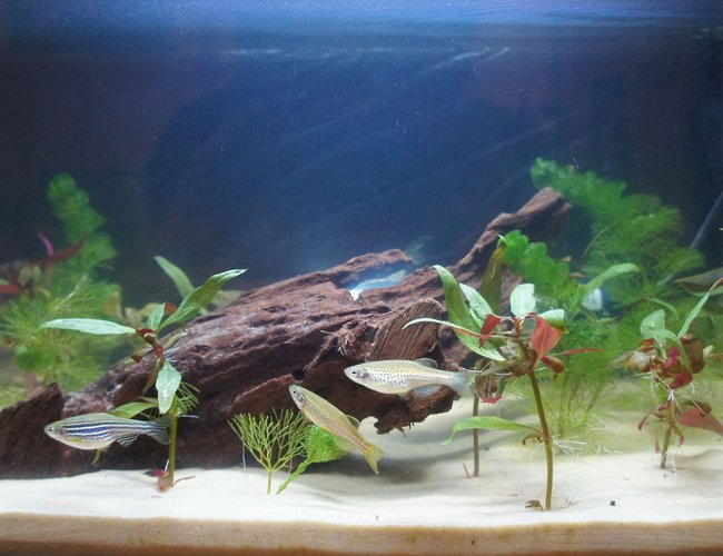 10 gallons planted tank (mostly live plants and fish) - First tank! 10 gallons planted tank (mostly live plants and fish) - First tank!