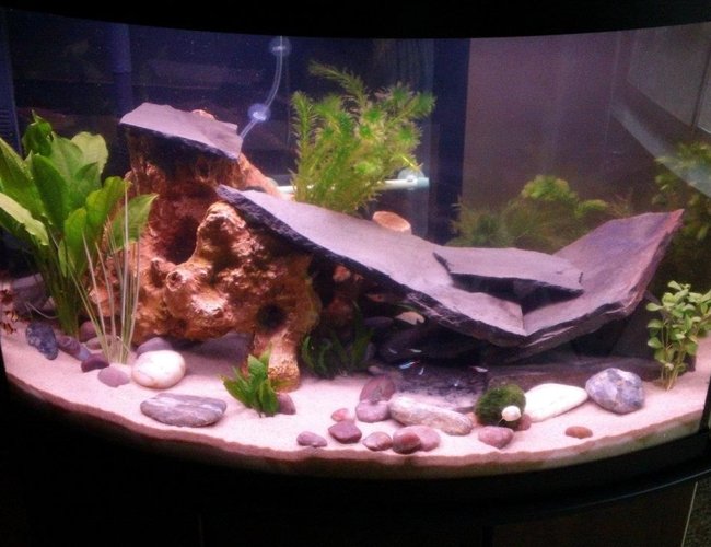 57 gallons planted tank (mostly live plants and fish) - First pic 57 gallons planted tank (mostly live plants and fish) - First pic