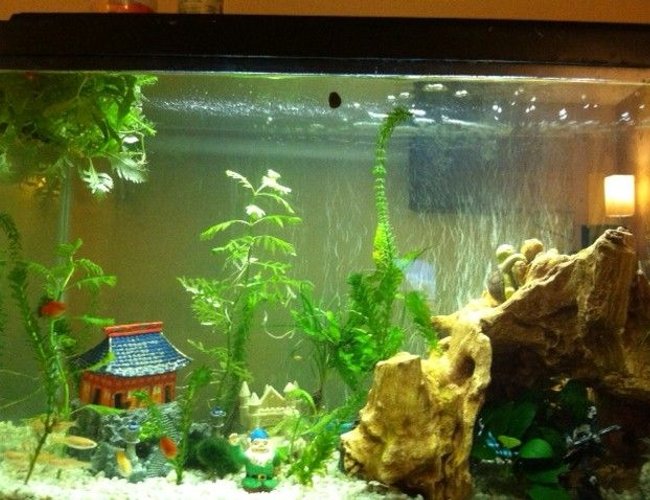 40 gallons planted tank (mostly live plants and fish) - 40 gallon with live plants. Both the plants and fish seem to be thriving, growing and reproducing. 40 gallons planted tank (mostly live plants and fish) - 40 gallon with live plants. Both the plants and fish seem to be thriving, growing and reproducing.