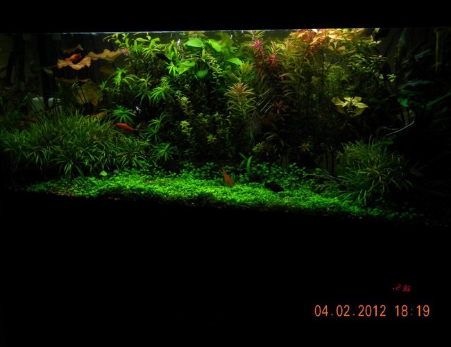 76 gallons planted tank (mostly live plants and fish) 76 gallons planted tank (mostly live plants and fish)