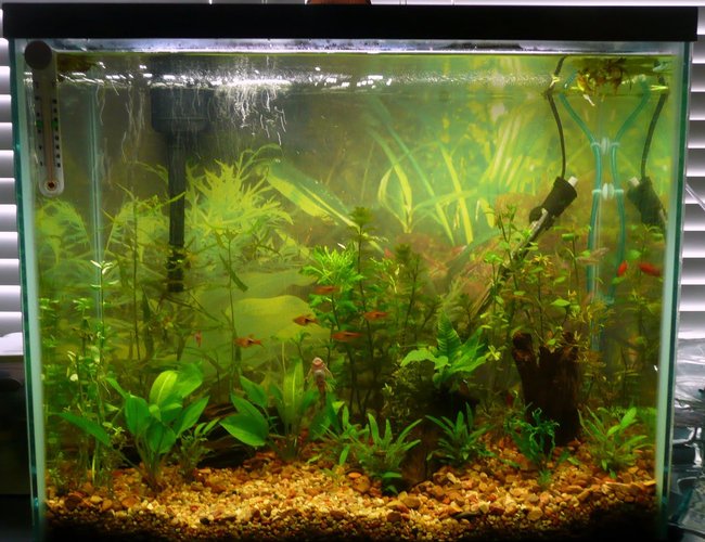 25 gallons planted tank (mostly live plants and fish) - planted tank with endler, platy, ghost shrimp, straited botia, harlequin rasboras, neon tetras, female crowntail bettas. Seperate betta tanks for plakat, crowntail and EE Halfmoon. 25 gallons planted tank (mostly live plants and fish) - planted tank with endler, platy, ghost shrimp, straited botia, harlequin rasboras, neon tetras, female crowntail bettas. Seperate betta tanks for plakat, crowntail and EE Halfmoon.