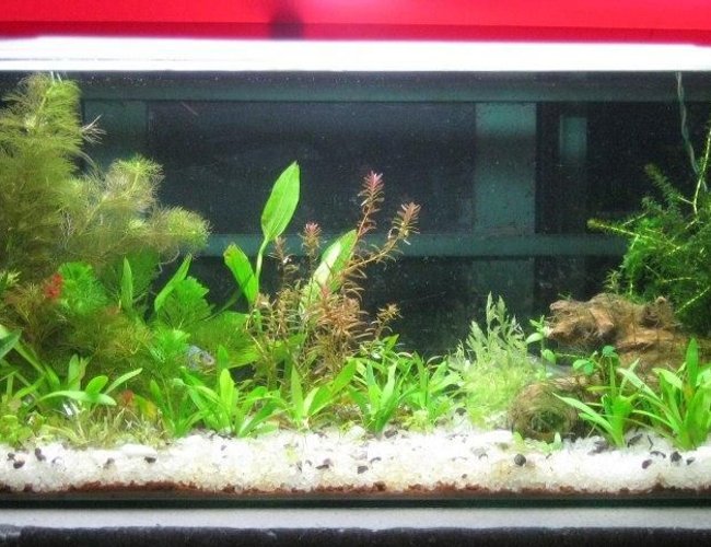 25 gallons planted tank (mostly live plants and fish) - This is my first tank ever....I am just new in this hobby...kept more than 10 species of plants ....It have SOBO Internal Power Filter 1200F with 2 36watt Philips PLL light....DIY CO2 setup 25 gallons planted tank (mostly live plants and fish) - This is my first tank ever....I am just new in this hobby...kept more than 10 species of plants ....It have SOBO Internal Power Filter 1200F with 2 36watt Philips PLL light....DIY CO2 setup