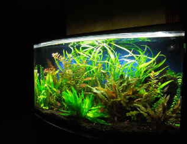 46 gallons planted tank (mostly live plants and fish) - 46 gal planted tank 46 gallons planted tank (mostly live plants and fish) - 46 gal planted tank