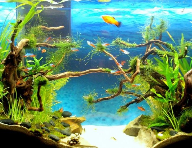 40 gallons planted tank (mostly live plants and fish) - 40 Gallons
Date Started Final Chapter 1 february 2012
Lighting 2 X 32watts (homemade fixture)
Equipment Filter Fluvial 55 gal
CO2 Lots of fish do the job miraculously
Substrate Sand
Parameters
Fertilization Excel
Plants Java moss, star moss, ferns, others
Inhabitants neon tetras, platys, cherry barbs, 1 betta, plecos (diff types) Cherry shrimps, amano shrimps, ghost shrimps, bamboo shrimps, u name it... 40 gallons planted tank (mostly live plants and fish) - 40 Gallons
Date Started Final Chapter 1 february 2012
Lighting 2 X 32watts (homemade fixture)
Equipment Filter Fluvial 55 gal
CO2 Lots of fish do the job miraculously
Substrate Sand
Parameters
Fertilization Excel
Plants Java moss, star moss, ferns, others
Inhabitants neon tetras, platys, cherry barbs, 1 betta, plecos (diff types) Cherry shrimps, amano shrimps, ghost shrimps, bamboo shrimps, u name it...