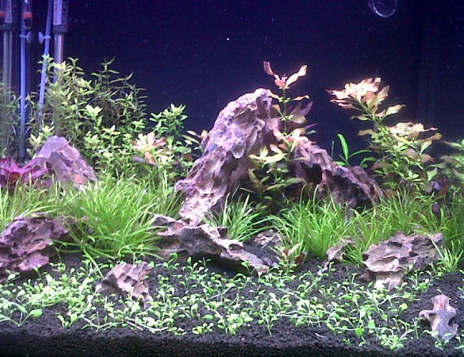 45 gallons planted tank (mostly live plants and fish) 45 gallons planted tank (mostly live plants and fish)