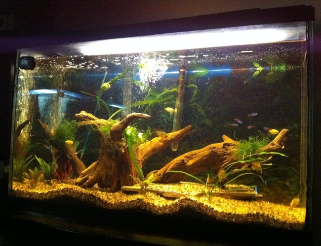125 gallons planted tank (mostly live plants and fish) - My 29 gallon tank, 2 Blue German Rams, 2 Gold Rams, 5 honeycomb Guramis, 10 Neon Tetras, 4 Corys. 125 gallons planted tank (mostly live plants and fish) - My 29 gallon tank, 2 Blue German Rams, 2 Gold Rams, 5 honeycomb Guramis, 10 Neon Tetras, 4 Corys.