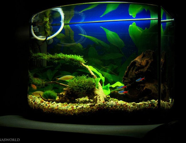 7 gallons planted tank (mostly live plants and fish) - My freshwater tank. 7 gallons planted tank (mostly live plants and fish) - My freshwater tank.